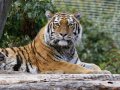 ZOO-Viden 24 srpen 2014 063.JPG